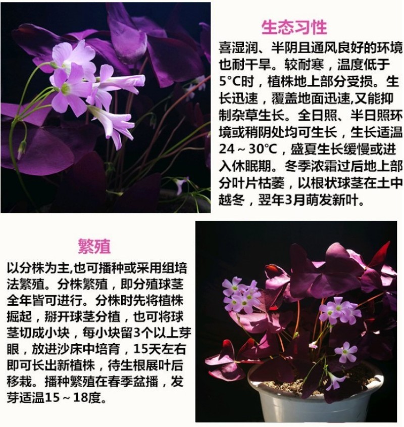 红花紫叶醡浆草三叶草种球四季开花耐阴盆栽地栽庭院地被植物
