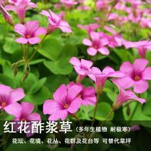 红花紫叶醡浆草三叶草种球四季开花耐阴盆栽地栽庭院地被植物