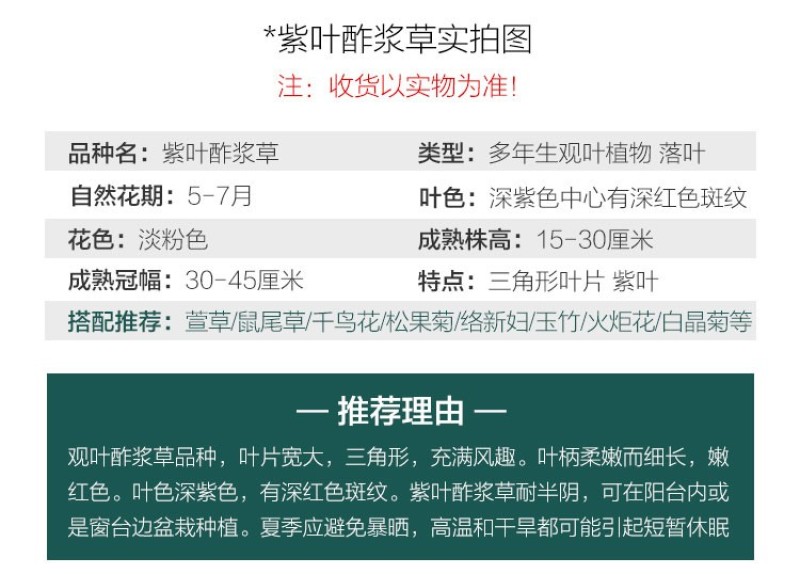 红花紫叶醡浆草三叶草种球四季开花耐阴盆栽地栽庭院地被植物