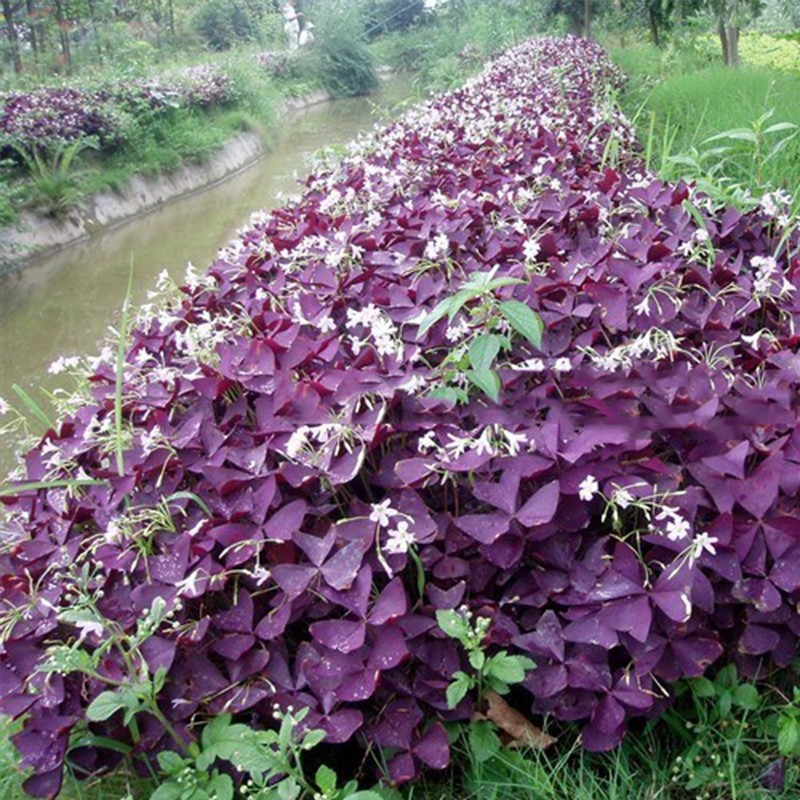 红花紫叶醡浆草三叶草种球四季开花耐阴盆栽地栽庭院地被植物