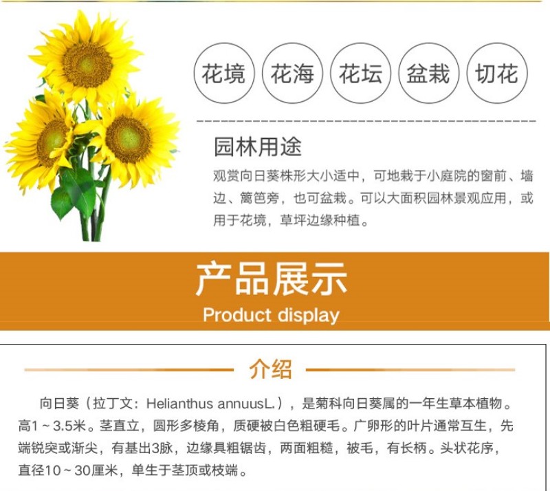 向日葵种子矮四季播种开花高杆观赏切花盆栽花种子庭院食用葵