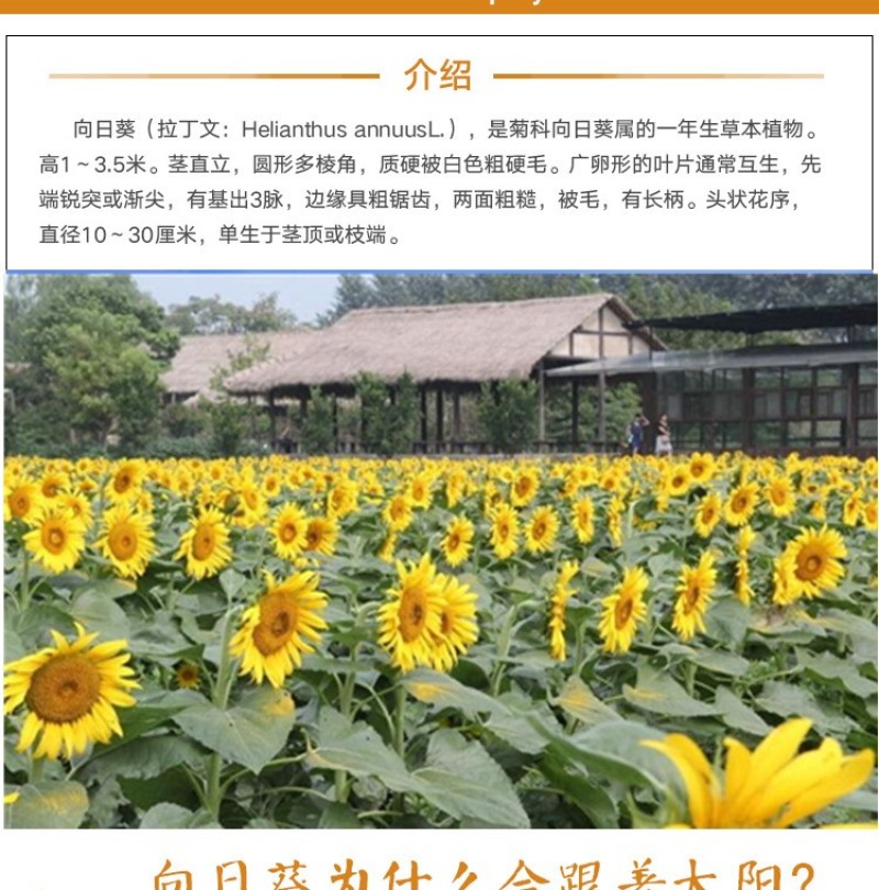 向日葵种子矮四季播种开花高杆观赏切花盆栽花种子庭院食用葵