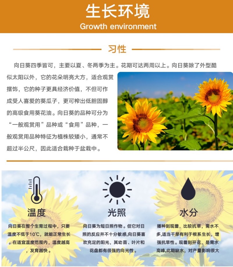 向日葵种子矮四季播种开花高杆观赏切花盆栽花种子庭院食用葵