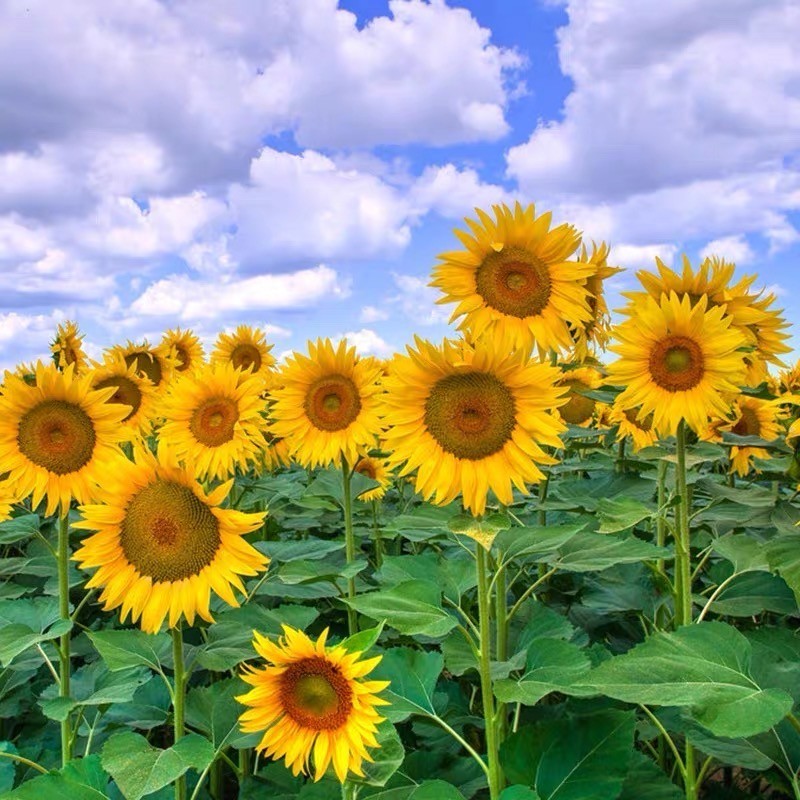 向日葵种子矮四季播种开花高杆观赏切花盆栽花种子庭院食用葵