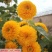 向日葵种子矮四季播种开花高杆观赏切花盆栽花种子庭院食用葵