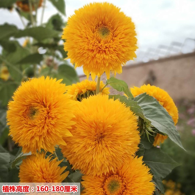 向日葵种子矮四季播种开花高杆观赏切花盆栽花种子庭院食用葵