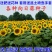 向日葵种子矮四季播种开花高杆观赏切花盆栽花种子庭院食用葵