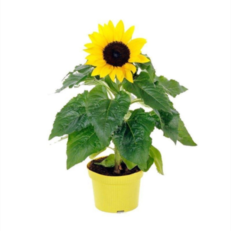 向日葵种子矮四季播种开花高杆观赏切花盆栽花种子庭院食用葵