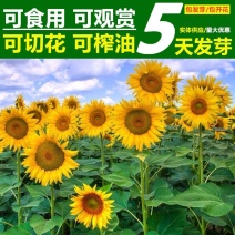 向日葵种子矮四季播种开花高杆观赏切花盆栽花种子庭院食用葵