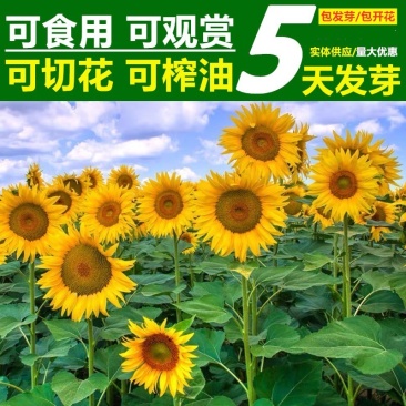 向日葵种子矮四季播种开花高杆观赏切花盆栽花种子庭院食用葵
