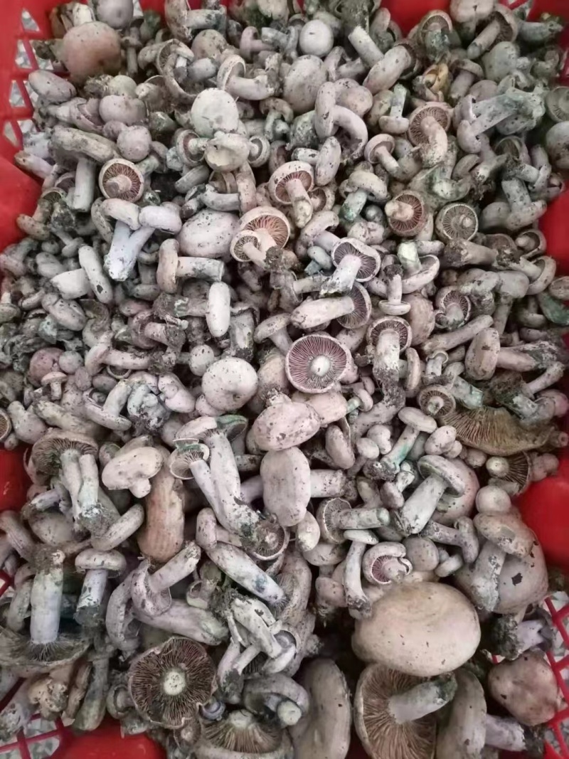 广西松树菌枞树菌深山老林里的好菌，保质保量
