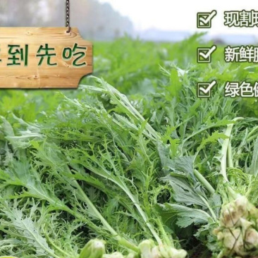 新鲜雪里红市场货工厂货均有欢迎来电联系