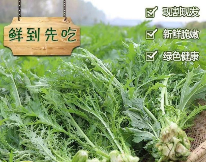 新鲜雪里红市场货工厂货均有欢迎来电联系
