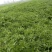 新鲜雪里红市场货工厂货均有欢迎来电联系