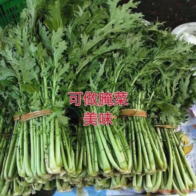 新鲜雪里红市场货工厂货均有欢迎来电联系
