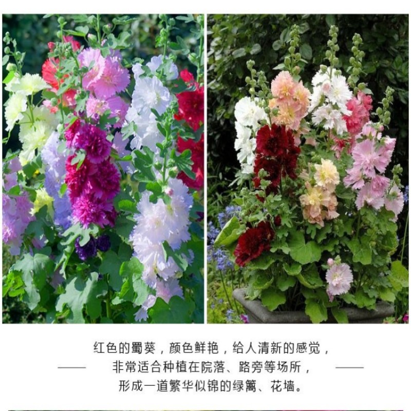 重瓣蜀葵种子混色一丈红大花秋葵种子室外庭院多年生四季花卉