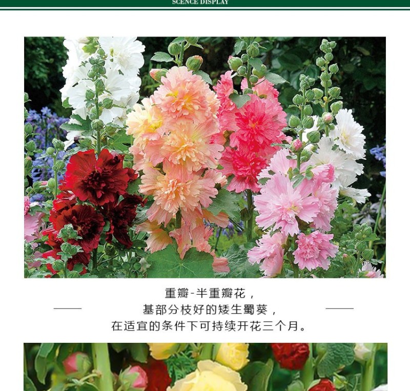 重瓣蜀葵种子混色一丈红大花秋葵种子室外庭院多年生四季花卉