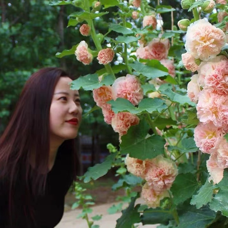 重瓣蜀葵种子混色一丈红大花秋葵种子室外庭院多年生四季花卉
