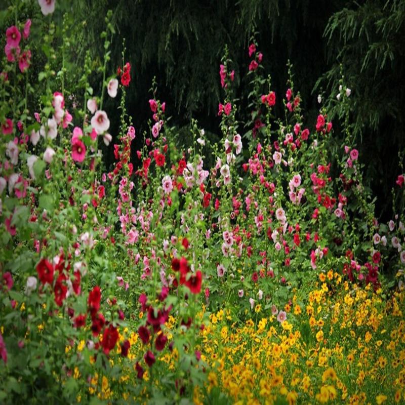 重瓣蜀葵种子混色一丈红大花秋葵种子室外庭院多年生四季花卉