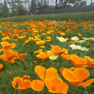 花菱草种子四季种易活花种子耐寒多年生宿根花籽庭院室外阳台