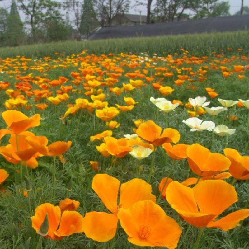 花菱草种子四季种易活花种子耐寒多年生宿根花籽庭院室外阳台
