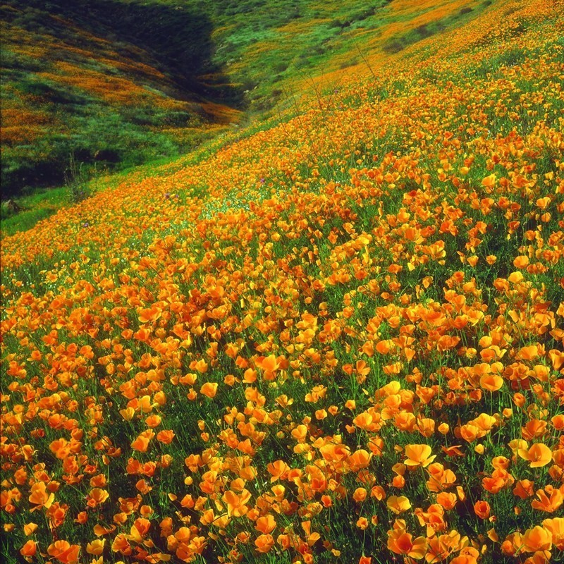 花菱草种子四季种易活花种子耐寒多年生宿根花籽庭院室外阳台