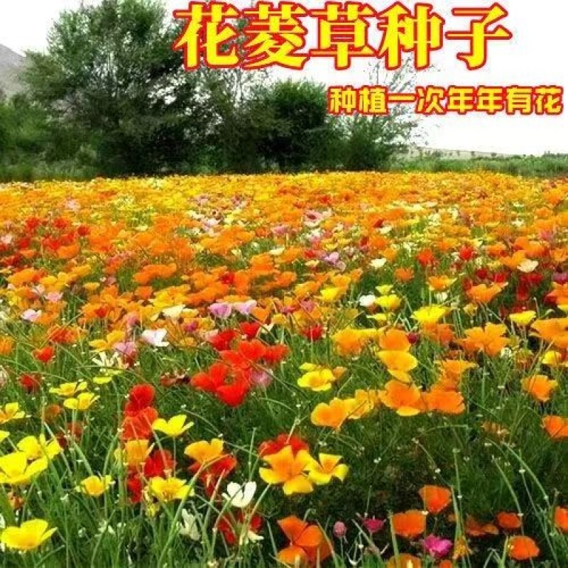 花菱草种子四季种易活花种子耐寒多年生宿根花籽庭院室外阳台
