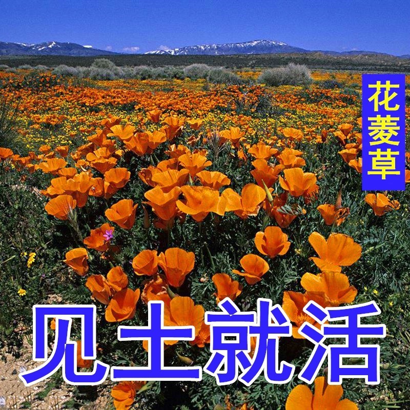 花菱草种子四季种易活花种子耐寒多年生宿根花籽庭院室外阳台