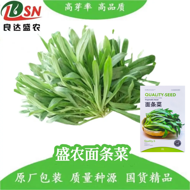 面条菜蔬菜种子抗寒纤维少叶青嫩味鲜美营养丰富耐低温生长快
