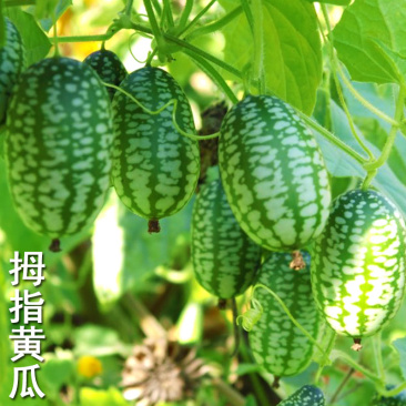 拇指黄瓜种子迷你西瓜佩普基诺水果种早熟墨西哥酸甜