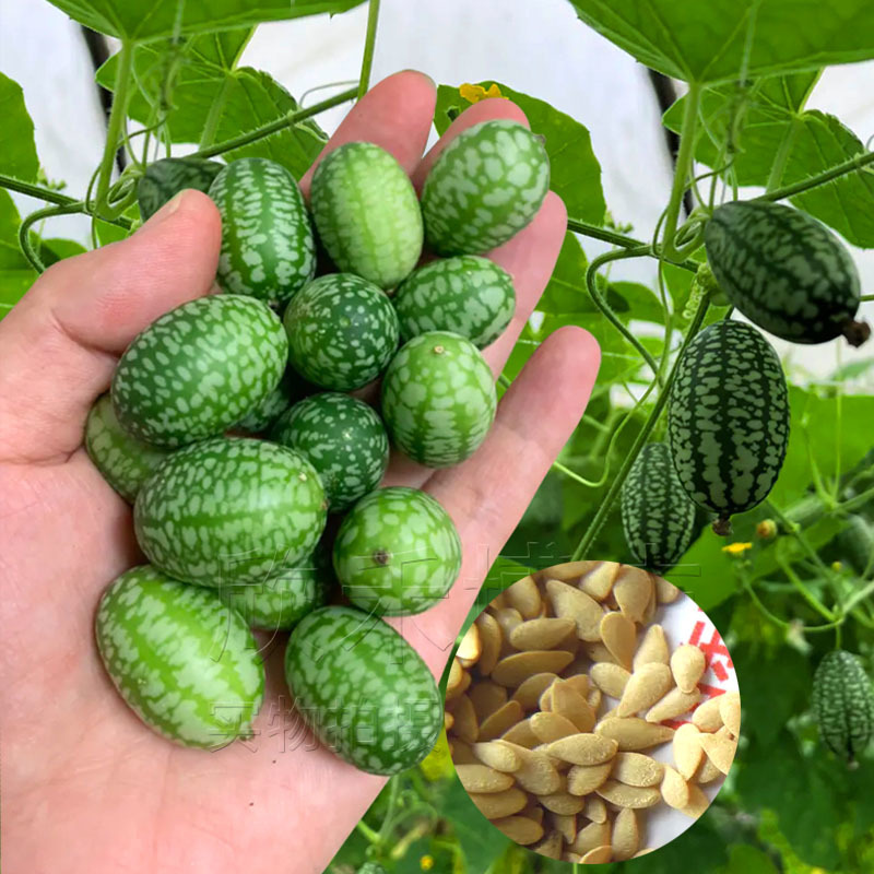 拇指黄瓜种子迷你西瓜佩普基诺水果种早熟墨西哥酸甜