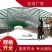 养殖大棚质保二十年厂家直发规格齐全欢迎定制咨询