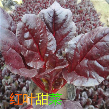 红甜菜种子血头菜根达菜种子高产红叶甜菜种子观赏红牛皮菜