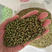 绿豆种子早熟绿豆种子高产小毛绿豆种子耐高温不易炸荚耐重茬