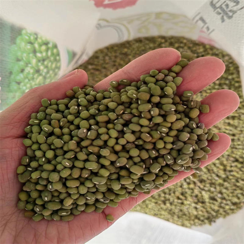 绿豆种子早熟绿豆种子高产小毛绿豆种子耐高温不易炸荚耐重茬