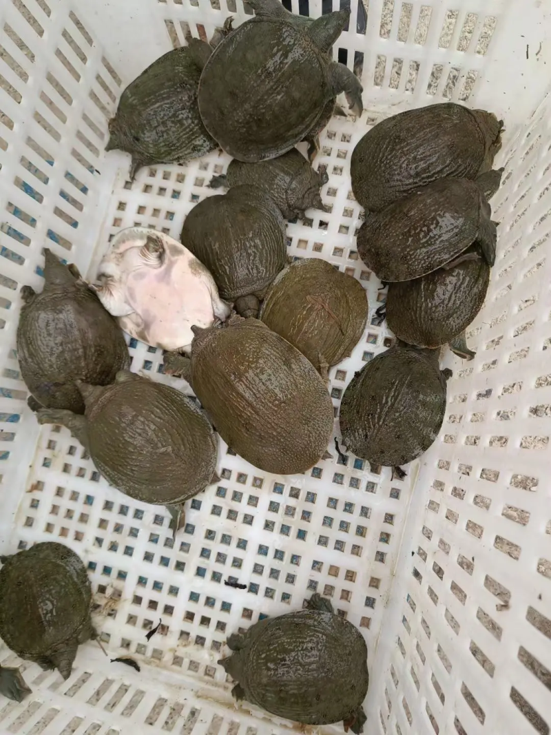 精品优质甲鱼基地直供一手货源品质保证诚信经营