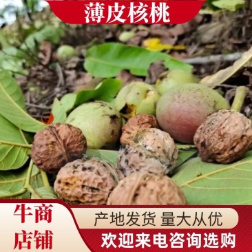 云南核桃薄皮核桃质量保证诚信经营货源稳定全国发货