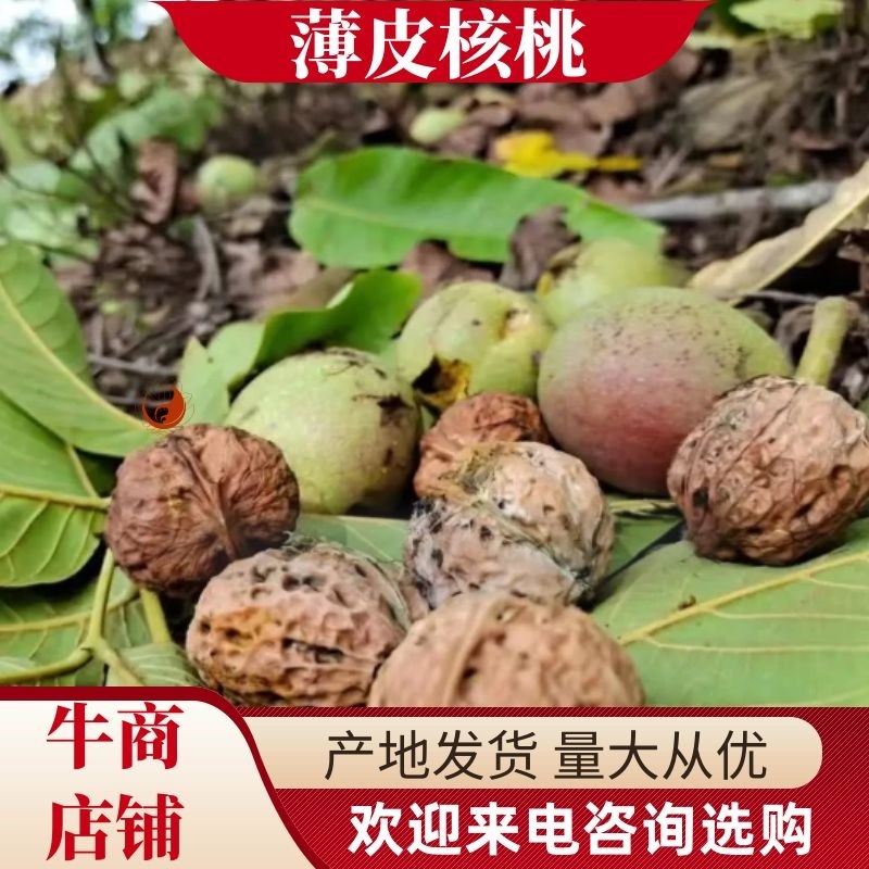 云南核桃薄皮核桃质量保证诚信经营货源稳定全国发货