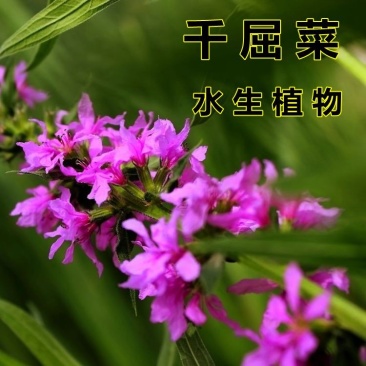 千屈菜花种子四季易活景观宿根花籽水钟柳种子庭院室外耐寒