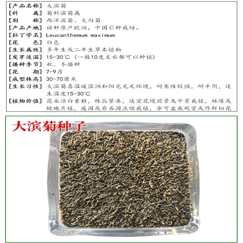 大滨菊种子洋甘菊花种子多年四季易种活花籽阳台庭院室外花卉