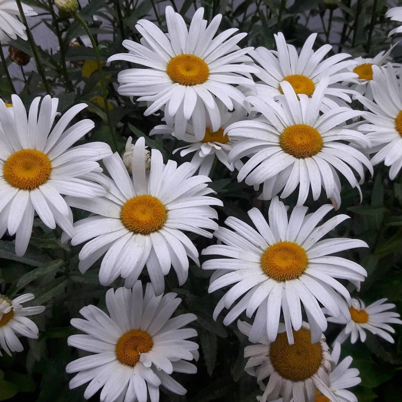 大滨菊种子洋甘菊花种子多年四季易种活花籽阳台庭院室外花卉