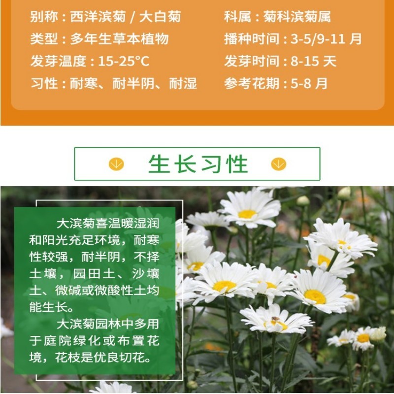 大滨菊种子洋甘菊花种子多年四季易种活花籽阳台庭院室外花卉