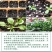 大滨菊种子洋甘菊花种子多年四季易种活花籽阳台庭院室外花卉