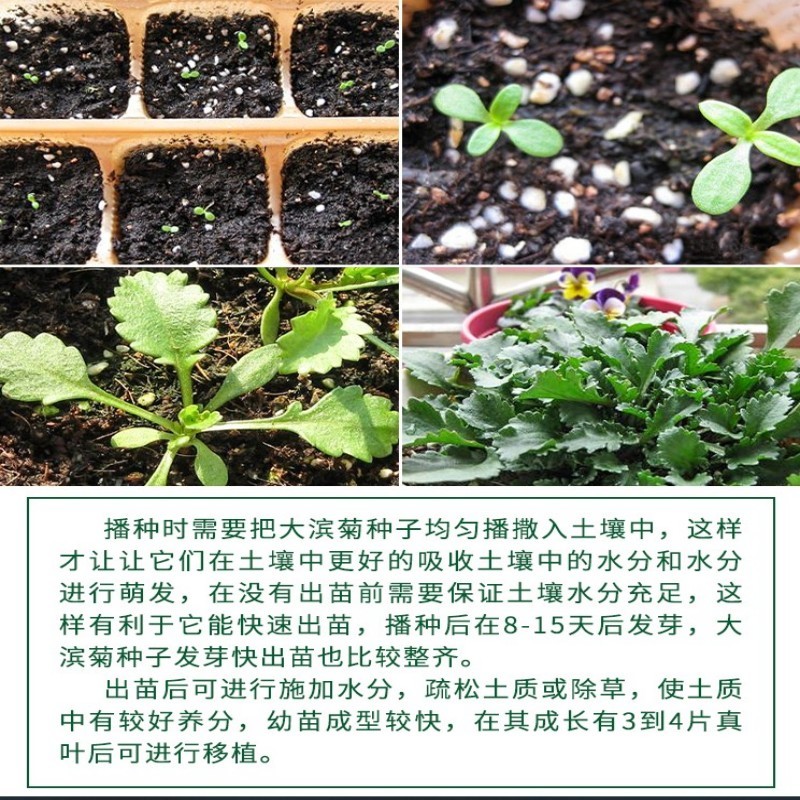 大滨菊种子洋甘菊花种子多年四季易种活花籽阳台庭院室外花卉
