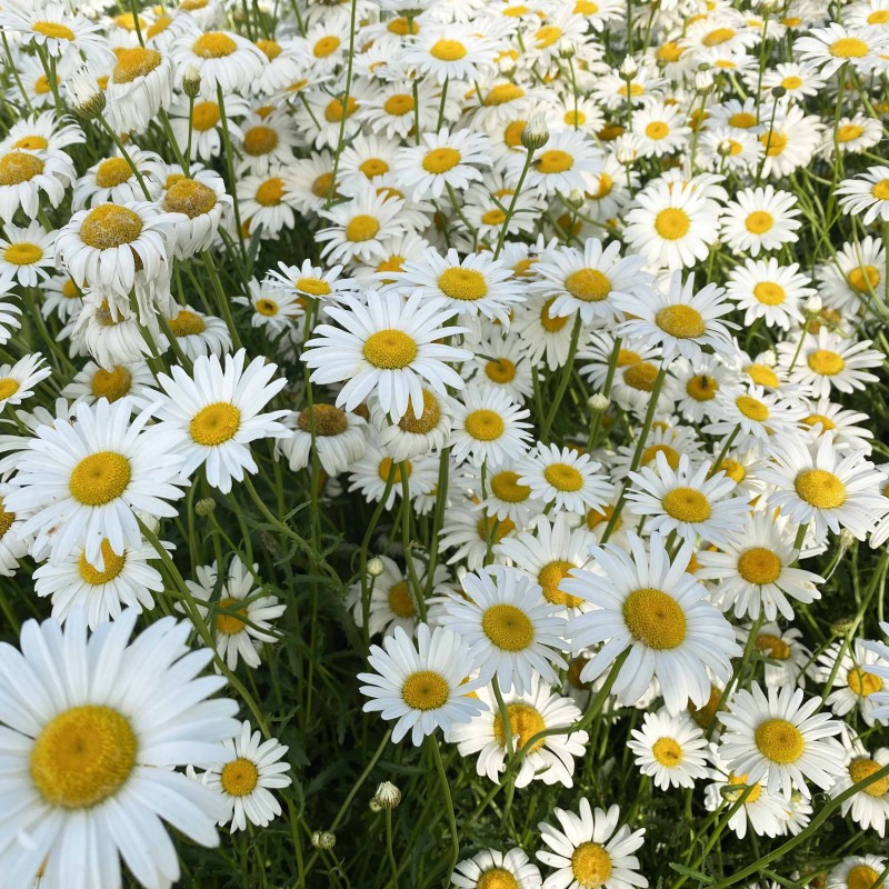 大滨菊种子洋甘菊花种子多年四季易种活花籽阳台庭院室外花卉