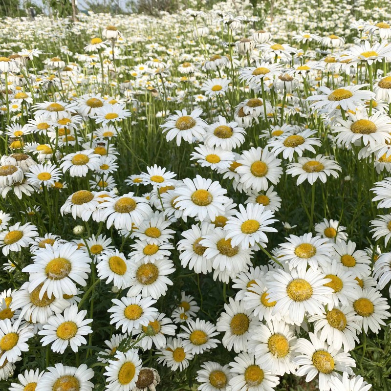 大滨菊种子洋甘菊花种子多年四季易种活花籽阳台庭院室外花卉