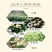 大滨菊种子洋甘菊花种子多年四季易种活花籽阳台庭院室外花卉