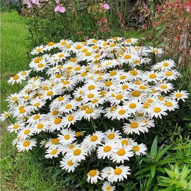 大滨菊种子洋甘菊花种子多年四季易种活花籽阳台庭院室外花卉