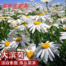 大滨菊种子洋甘菊花种子多年四季易种活花籽阳台庭院室外花卉