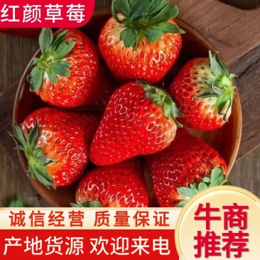 长丰红颜草莓口感甜品质硬现摘现发大量批发颗颗精品